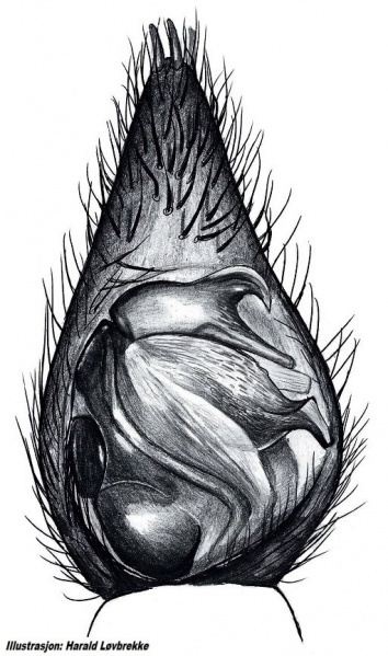 Datei:Arctosa lutetiana palp und HLovbrekke.jpg