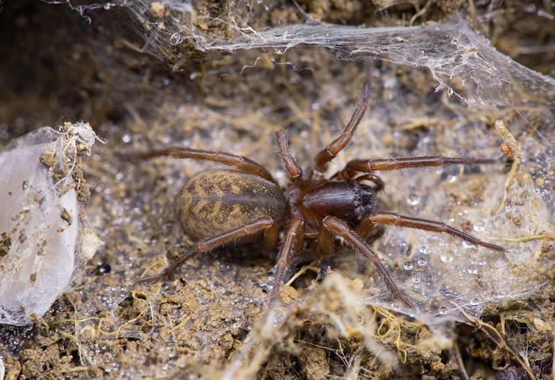 Datei:Coelotes-terrestris Gumpenspitze 17-07 03-female.jpg