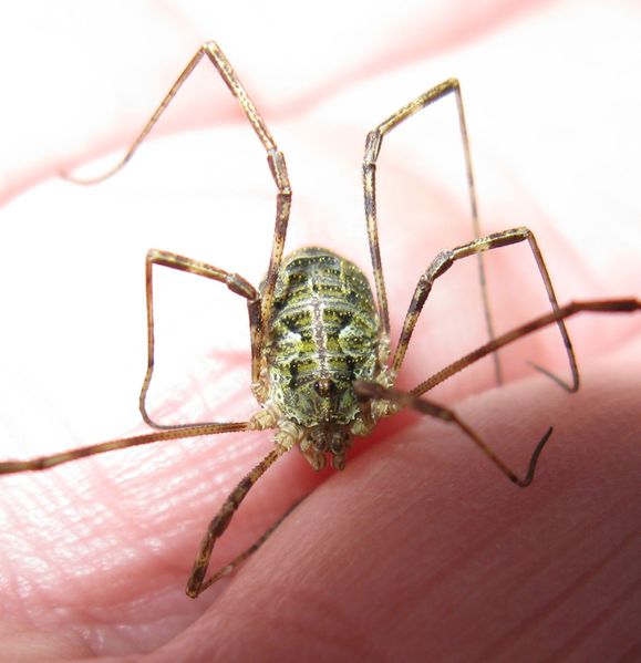 Datei:IMG 8933vergr.jpg