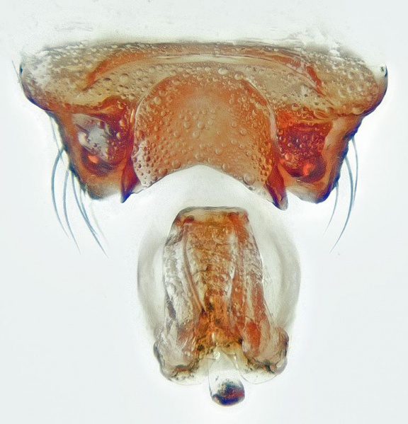 Datei:Mansuphantes fragilis w epi JGuttenberger.jpg