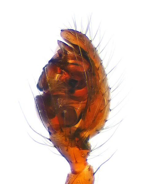 Datei:Robertus lividus.jpg