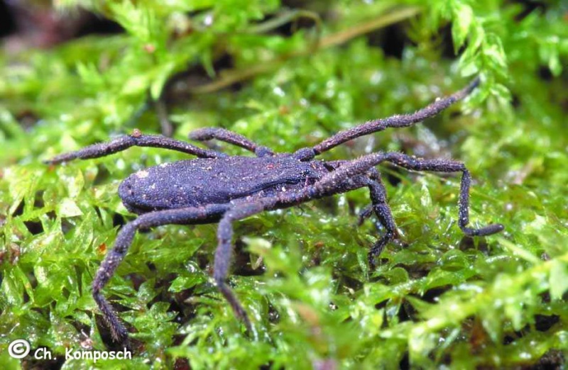 Datei:Trogulus falcipenis 1024.jpg