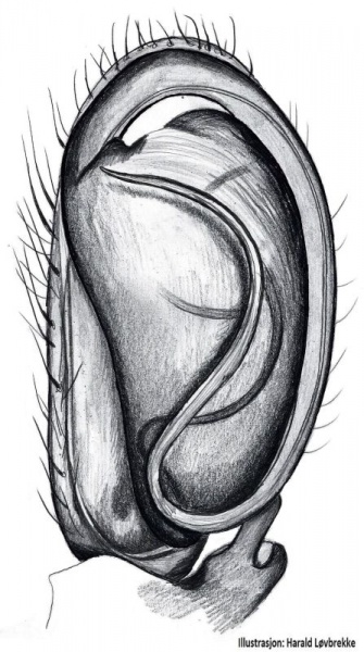 Datei:Clubiona neglecta palp HLovbrekke.jpg