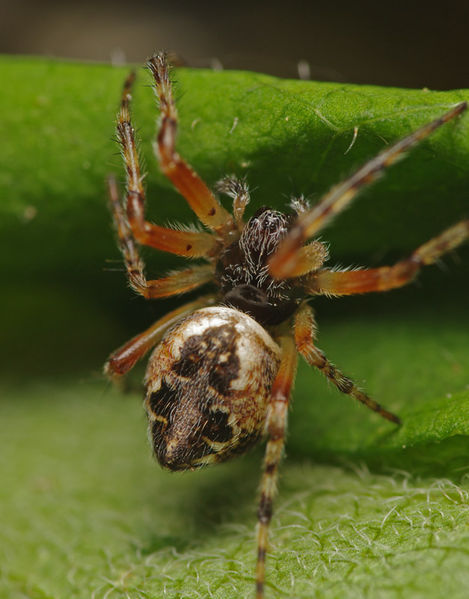 Datei:Cyclosa conica female A5868 PK6843.JPG