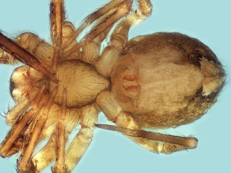 Datei:Dirksia pyrenaea female 20160522224348-ae9cd0f3-me.jpg