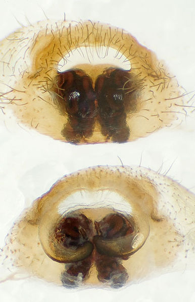 Datei:Eurocoelotes-falciger GR-Kipoi 10-05 02-Epig-Vulva.jpg