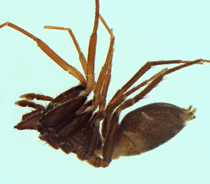 Datei:Micaria triguttata male 20171018214829-5114ca82-me.jpg