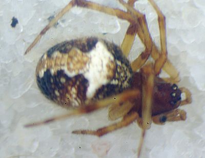 Simitidion simile f praep.jpg