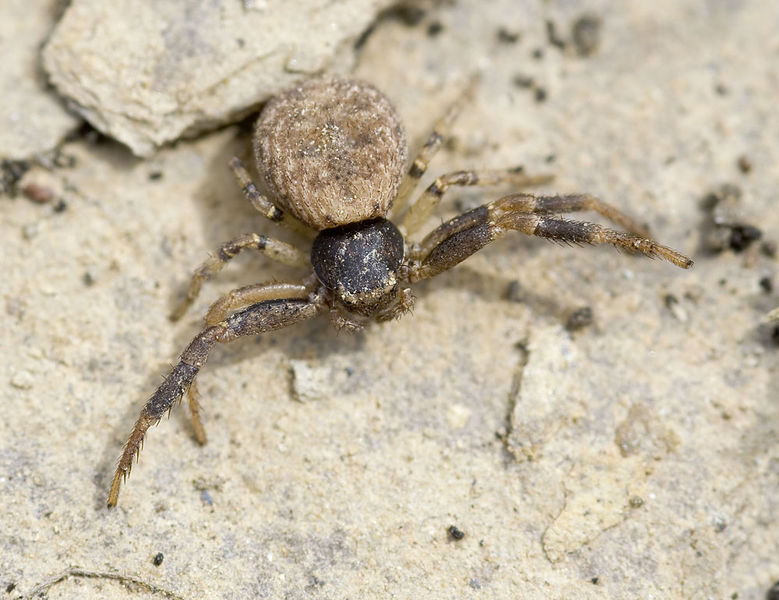 Datei:Xysticus-tristrami Portugal-Periero 12-04 02.jpg