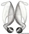 Vulva dorsal