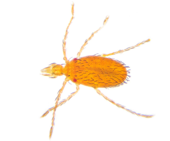 Datei:Leptus sp larva A6236 PM3001.jpg