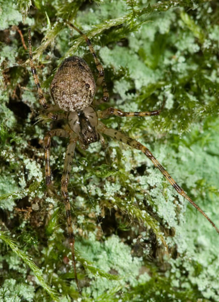 Datei:Metellina merianae W 7-6814.jpg
