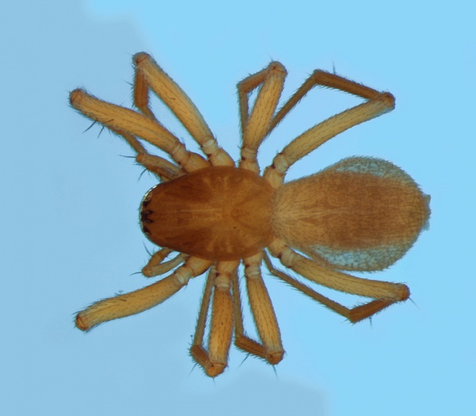 Datei:Porrhomma campbelli female 20131116132443-27561d84-me.jpg