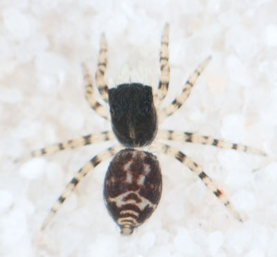 Pseud erratica 8-04080.jpg