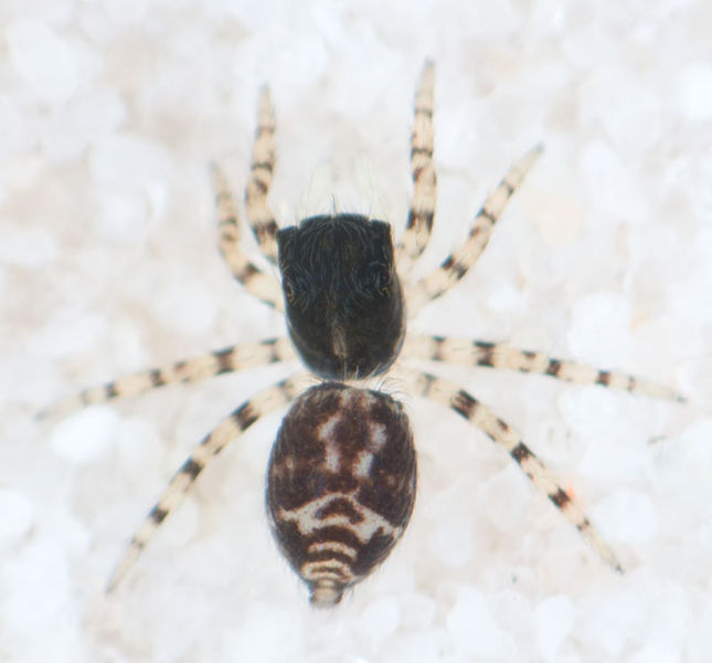 Datei:Pseud erratica 8-04080.jpg