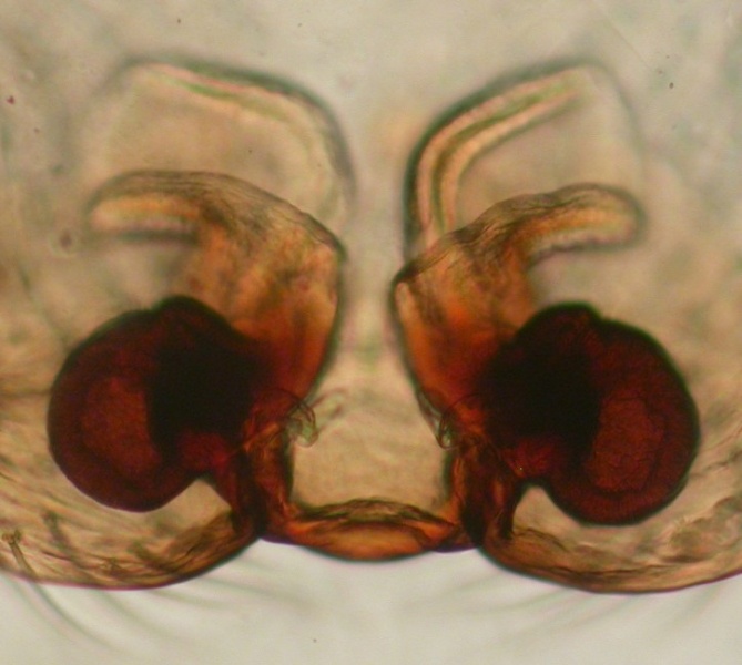 Datei:Walckenaeria kochi vulva Arne Fjellberg.jpg