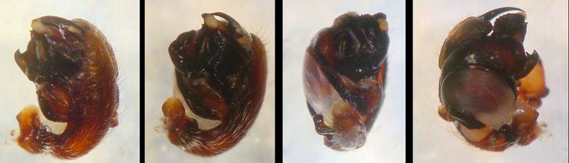 Datei:Araneus angulatus 3 1024.jpg