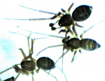 Lepthyphantes ritae hab HLovbrekke.jpg