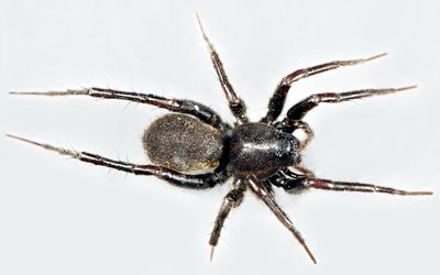 Pardosa atrata f A kakko.jpg