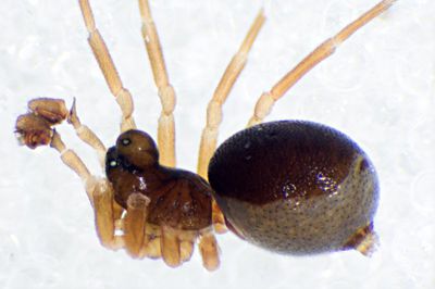 Pelecopsis mengei m lateral-27.07.11-003-2.jpg