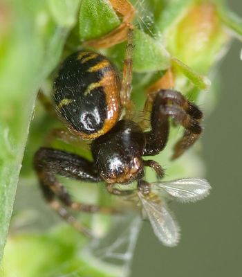 Synema globosum 7-8169.jpg