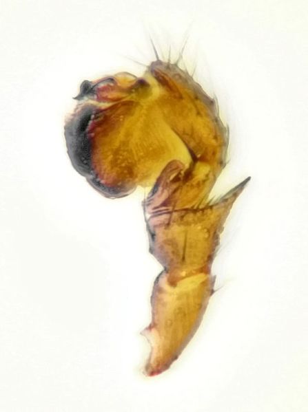 Datei:Tapinocyba-praecox Palpus.jpg