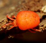Trombidiidae orange.jpg
