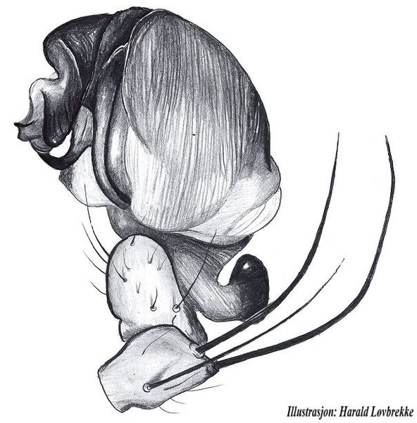 Datei:Araniella cucurbitina palp side HLovbrekke.jpg