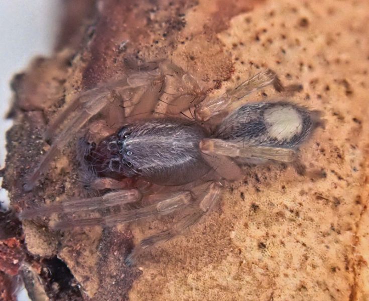 Datei:Clubiona leucaspis2 dorsal small.jpg