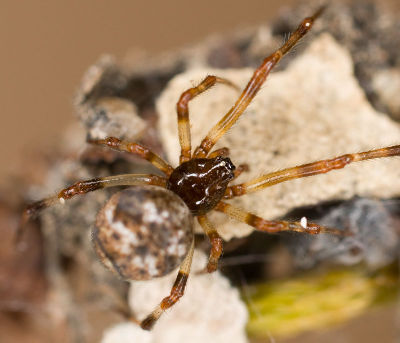 Cryptachaea riparia W 8-05086.jpg