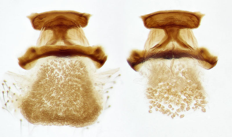 Datei:Dysdera-jana Sardinien-GoleGorroppu 13-05 02-Epig-Vulva.jpg