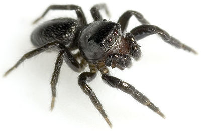 Nigritus-cf Zietschk 07-06 04.jpg