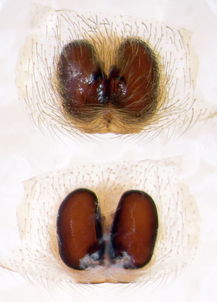 Datei:Phaeocedus-braccatus Dordogne 11-09 05-Epig-Vulva.jpg