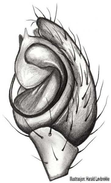 Datei:Pholcomma gibbum palp HLovbrekke.jpg