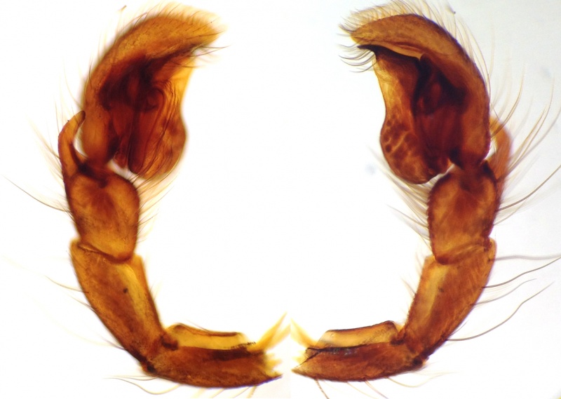 Datei:SalticusConfususPedipalps.jpg