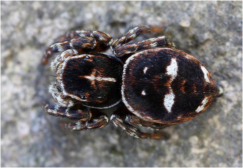 Datei:Sitticus rupicola M3.jpg