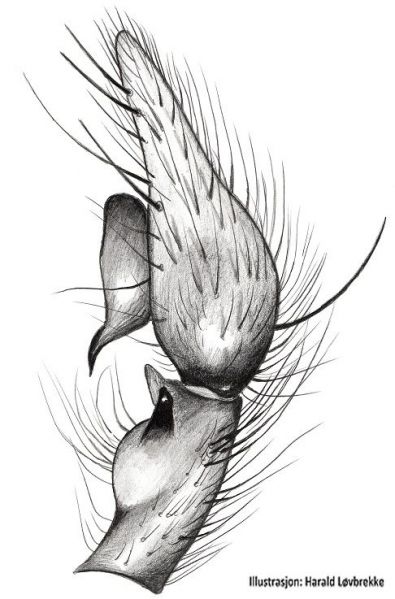 Datei:Eratigena atrica palp HLovbrekke.jpg