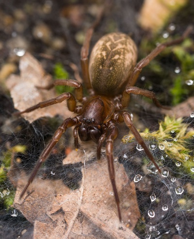 Inermocoelotes-inermis Paulinzella 17-04 03-female.jpg