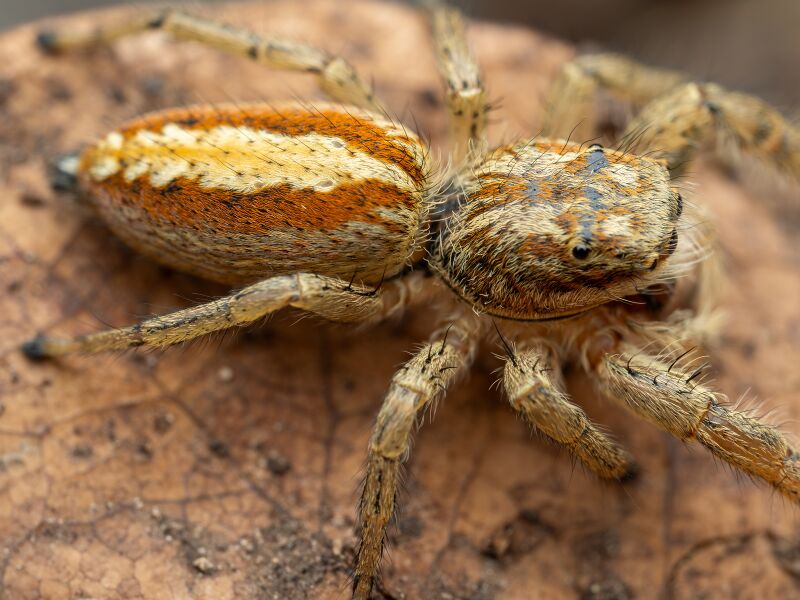 Datei:Marpissa pomatia Markus f2.jpg