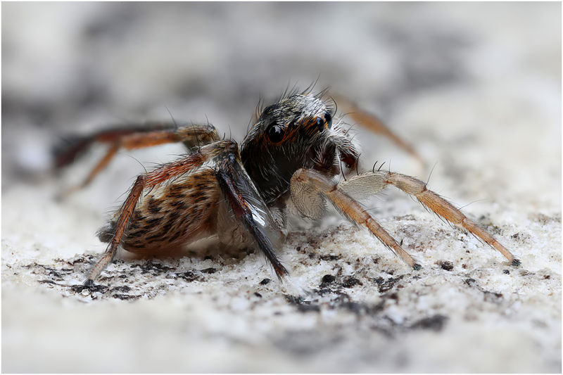 Datei:Saitis tauricus male lateral Schaefer.jpg