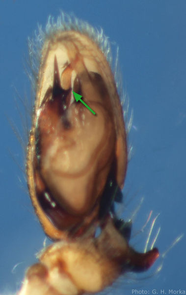 Datei:Clubiona reclusa palp GHMorka.jpg