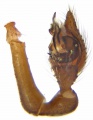 Pedipalpus