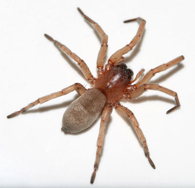 Dr hypocrita-female3.jpg