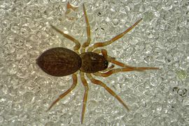 HM2709-870-2015-dorsal.jpg