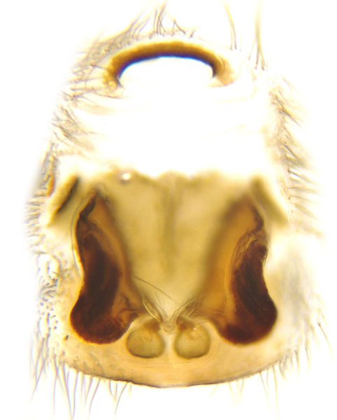 Datei:Haplodrassus moderatus female A5980 PM2120.jpg