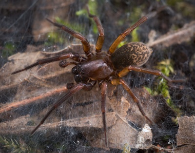 Inermocoelotes-karliskii Bulgarien-Murgash 17-04 01-male.jpg