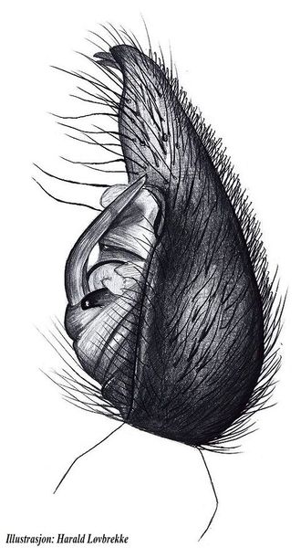 Datei:Pardosa sphagnicola side HLovbrekke.jpg