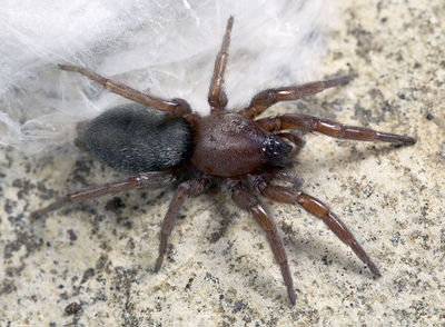Scotophaeus-validus Sardinien-IsolaCaprera 13-04 01.jpg