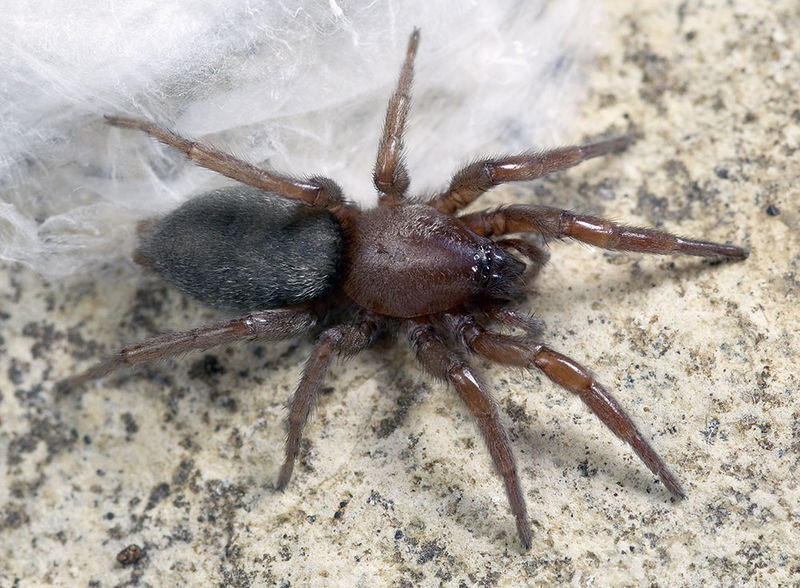 Datei:Scotophaeus-validus Sardinien-IsolaCaprera 13-04 01.jpg