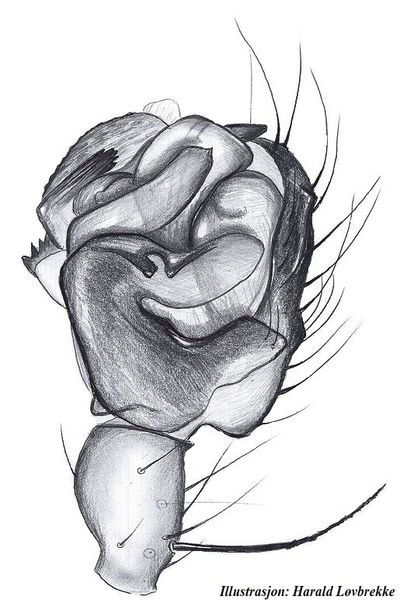 Datei:Tenuiphantes alacris palp HLovbrekke.jpg